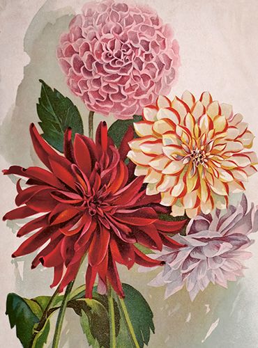 Sköna Ting medium doble 12-pakk