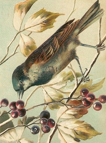 Sköna Ting medium doble 12-pakk