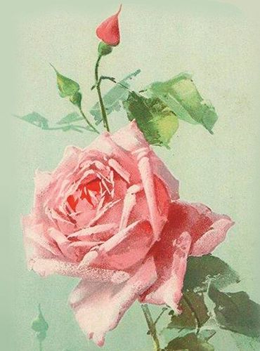 Sköna Ting medium doble 12-pakk