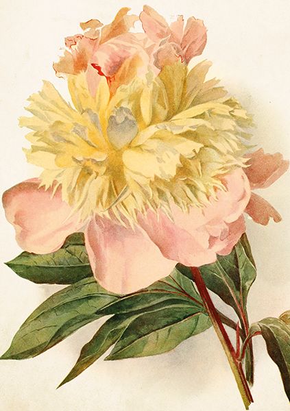 Sköna Ting doble kort