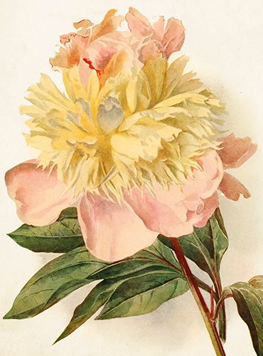 Sköna Ting medium doble 12-pakk