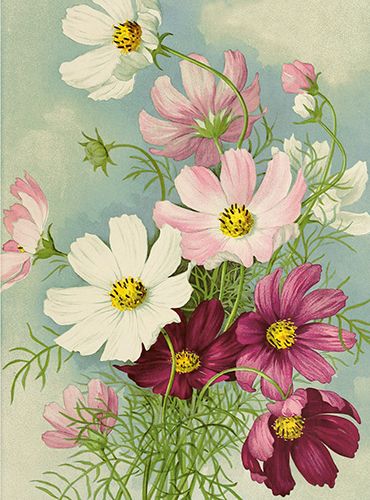 Sköna Ting medium doble 12-pakk