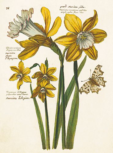 Sköna Ting medium doble 12-pakk