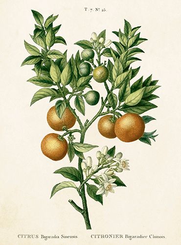 Sköna Ting medium doble 12-pakk