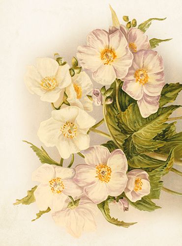 Sköna Ting medium doble 12-pakk