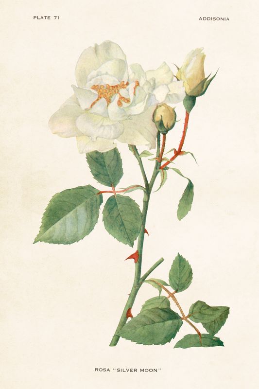 Sköna Ting enkle kort 25-pakk