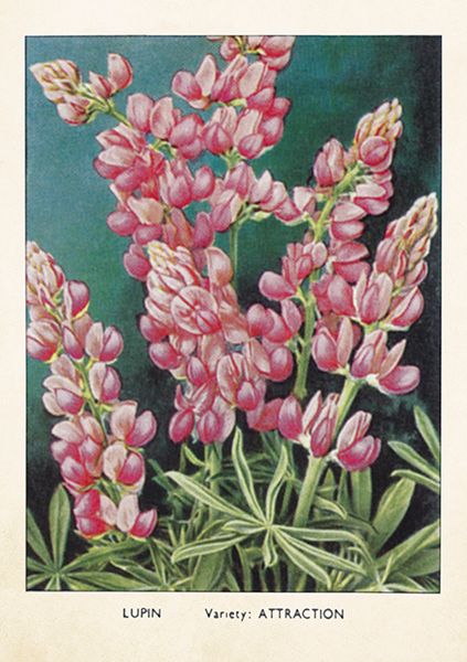 Sköna Ting doble kort