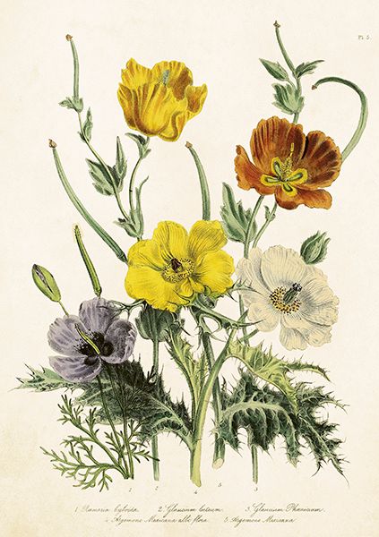 Sköna Ting doble kort