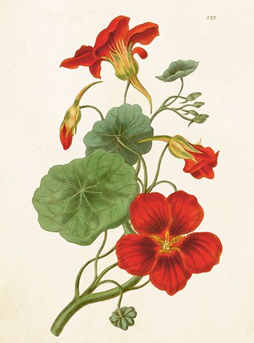 Sköna Ting medium doble 12-pakk