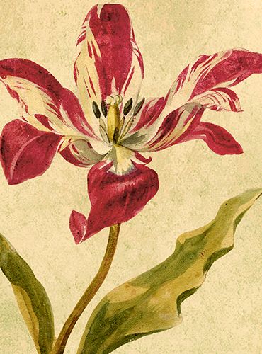 Sköna Ting medium doble 12-pakk