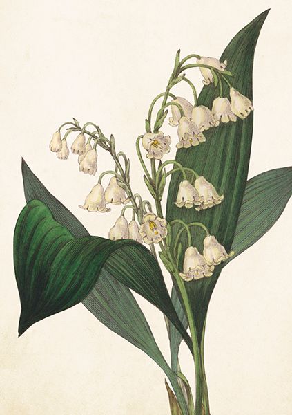 Sköna Ting doble kort 12-pakk