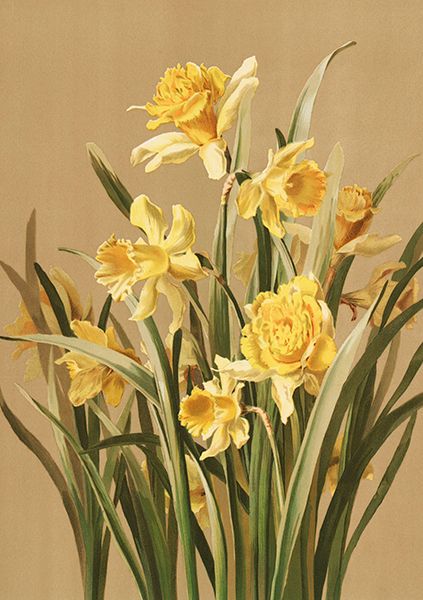 Sköna Ting doble kort 12-pakk