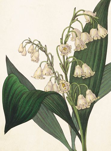 Sköna Ting medium doble 12-pakk