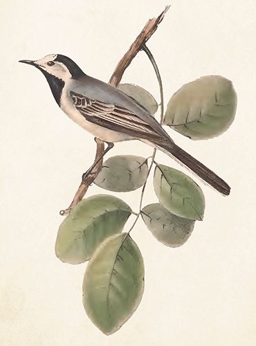 Sköna Ting medium doble 12-pakk