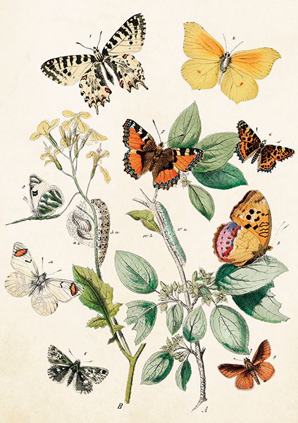 Sköna Ting doble kort