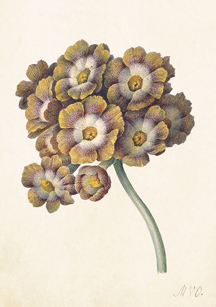 Sköna Ting doble kort