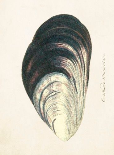 Sköna Ting medium doble 12-pakk