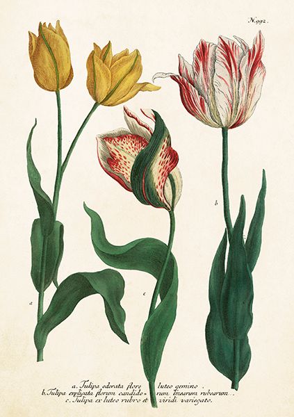 Sköna Ting doble kort