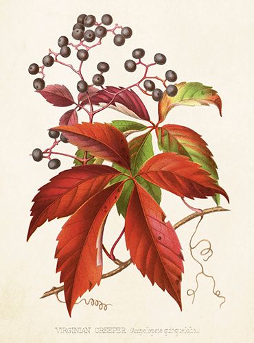 Sköna Ting medium doble 12-pakk