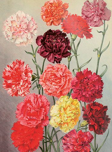 Sköna Ting medium doble 12-pakk