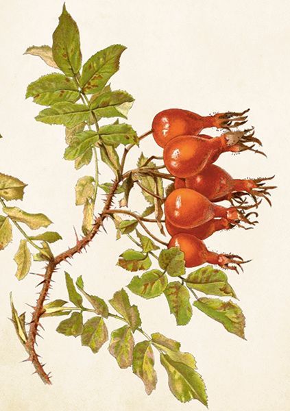 Sköna Ting doble kort