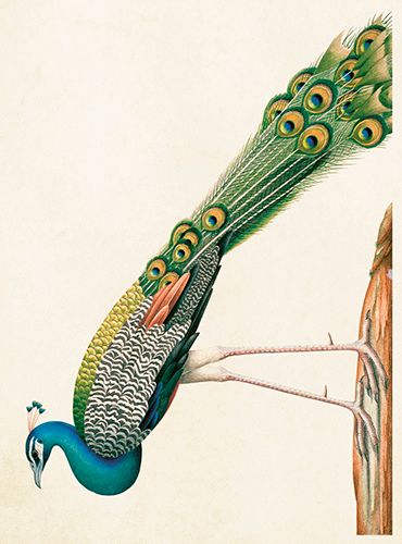 Sköna Ting medium doble 12-pakk