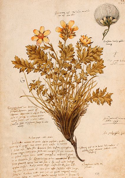 Sköna Ting doble kort