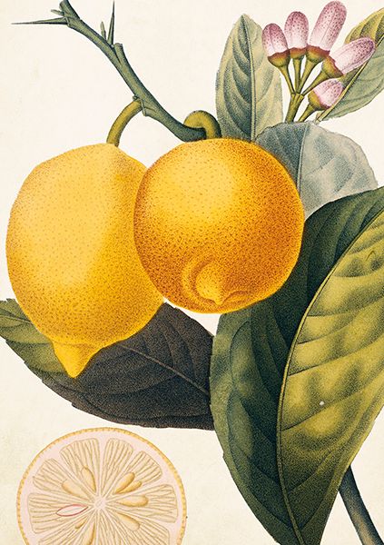 Sköna Ting doble kort