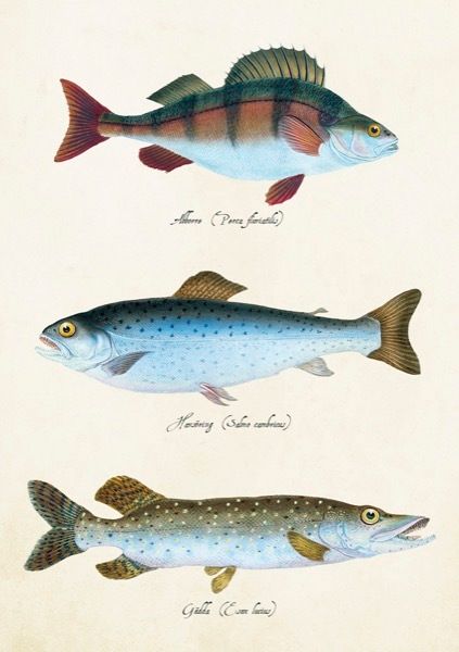 Sköna Ting doble kort 12-pakk