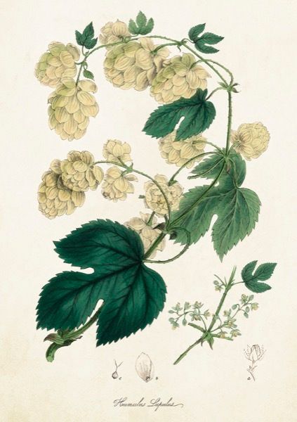 Sköna Ting doble kort