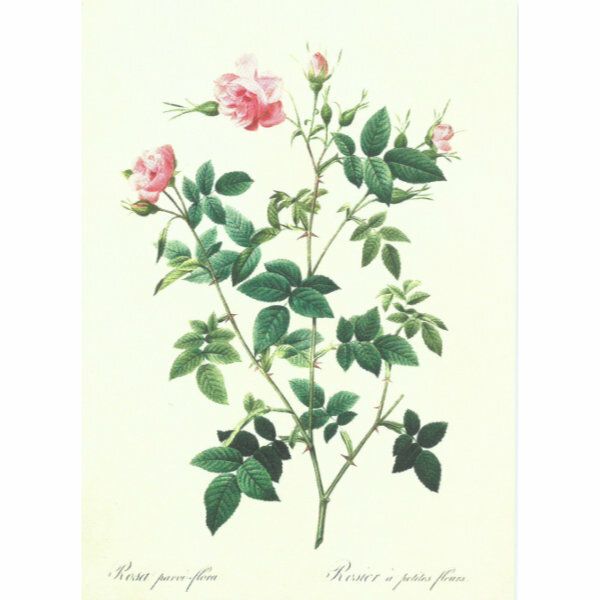 Sköna Ting medium doble 12-pakk