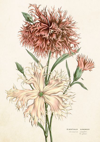 Sköna Ting doble kort