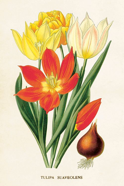 Sköna Ting enkle kort 25-pakk