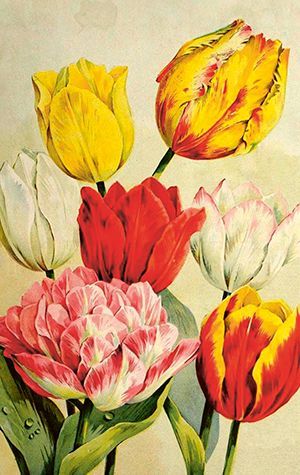 Sköna Ting minikort enkle 25-pakk