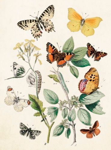 Sköna Ting medium doble 12-pakk