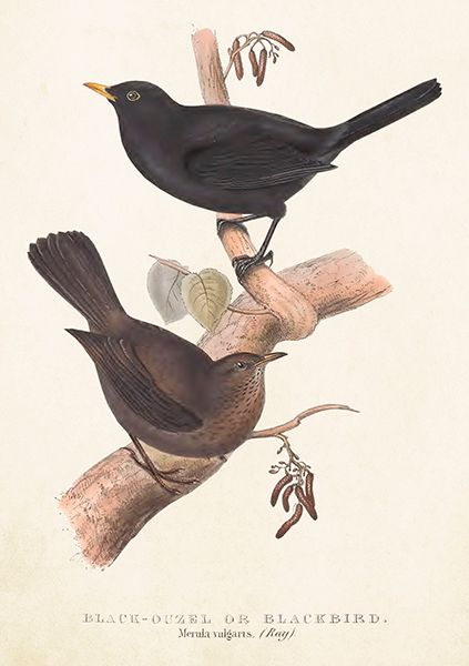 Sköna Ting doble kort