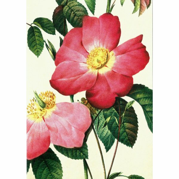 Sköna Ting doble kort 12-pakk