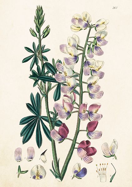 Sköna Ting doble kort