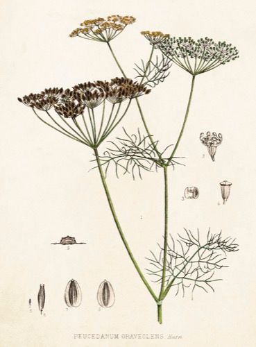 Sköna Ting medium doble 12-pakk