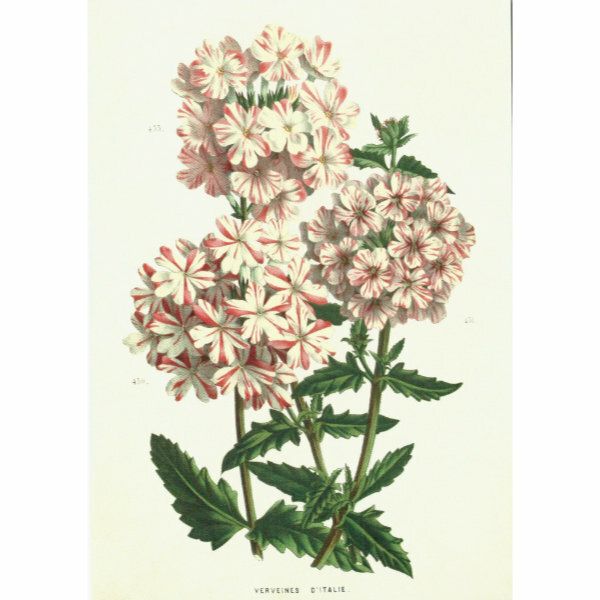 Sköna Ting doble kort 12-pakk