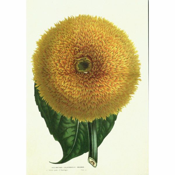 Sköna Ting doble kort 12-pakk