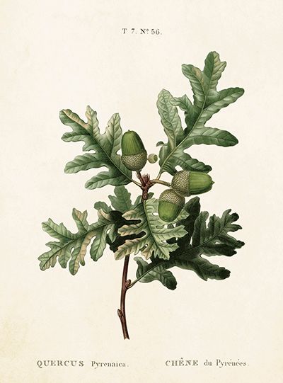 Sköna Ting medium doble 12-pakk