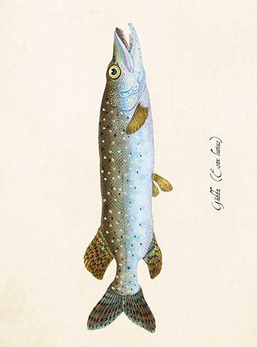 Sköna Ting medium doble 12-pakk