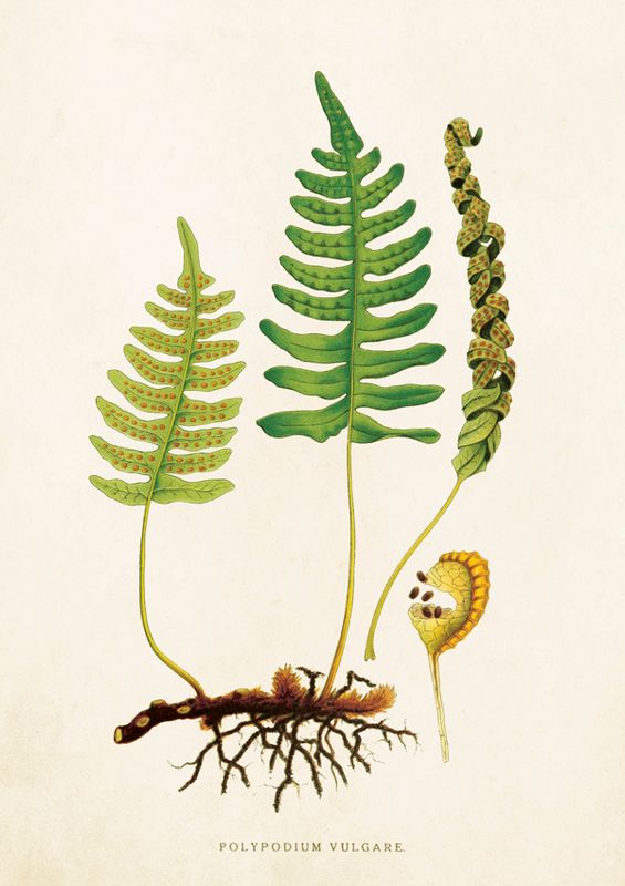 Sköna Ting doble kort 12-pakk