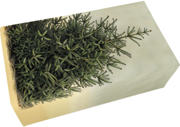 Såpestykke Vanilje 6-pakk