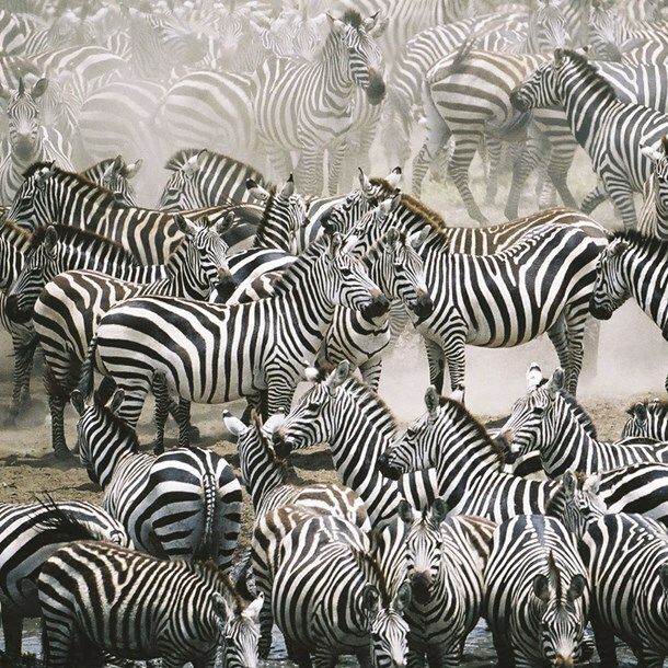 TRACKS 2958 16x16 6 pakk