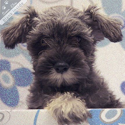 Wags and Whiskers doble kort