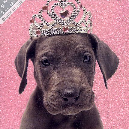 Wags and Whiskers doble kort