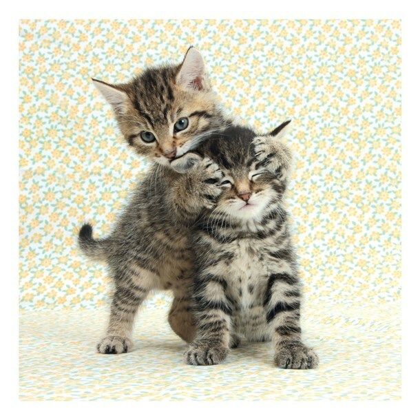 TRACKS 2871 16x16 6 pakk