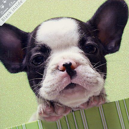 Wags and Whiskers doble kort